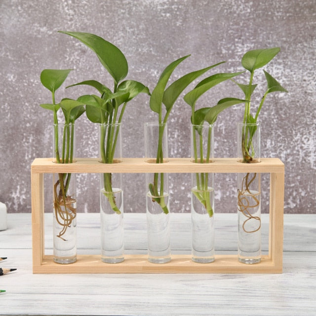 Glass And Wood Vase Terrarium