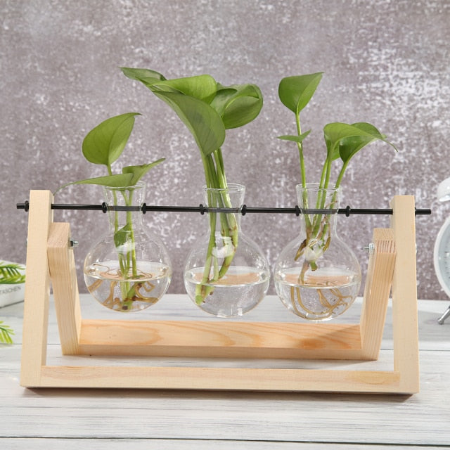 Glass And Wood Vase Terrarium